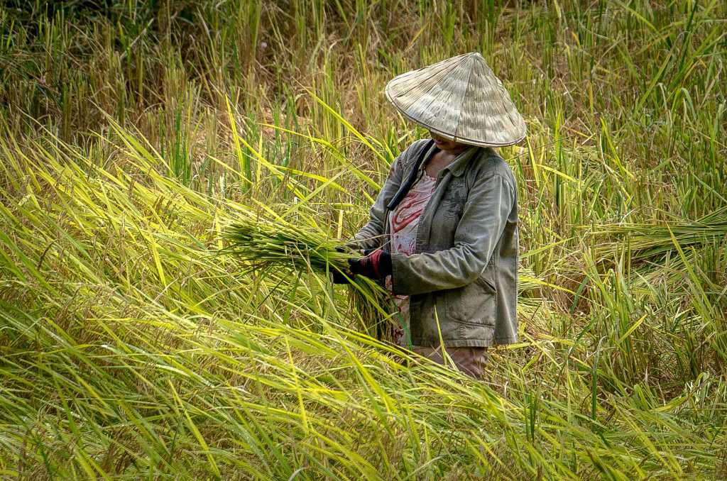 Vietnam farmer